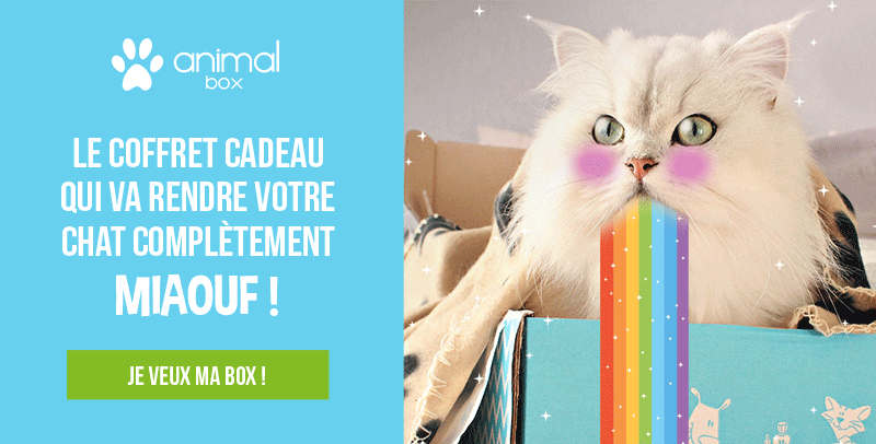 La Miaoubox rehausse son CTA d'un GIF pailleté pour attirer l'attention. GIF email : Miaoubox et ses paillettes
